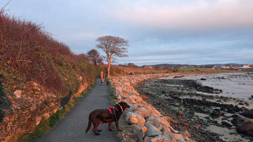 Kathy in the distance on a walk around Swan Park, with Lucky looking out over the water at sunset.